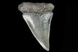 Fossil Mako Shark Tooth - Georgia #75015-1